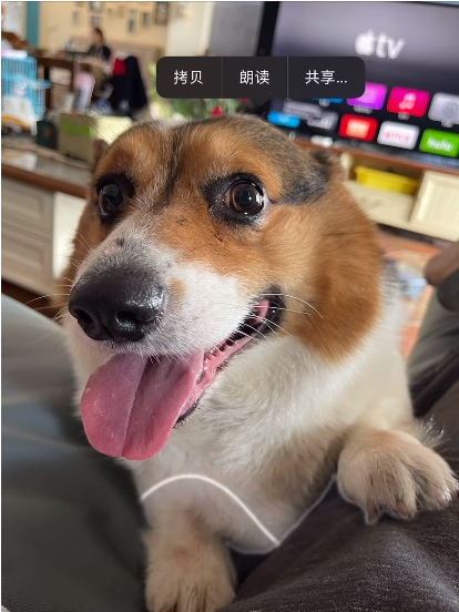 洮北苹果手机维修分享:iPhone 14抠图后如何发送到微信？ 